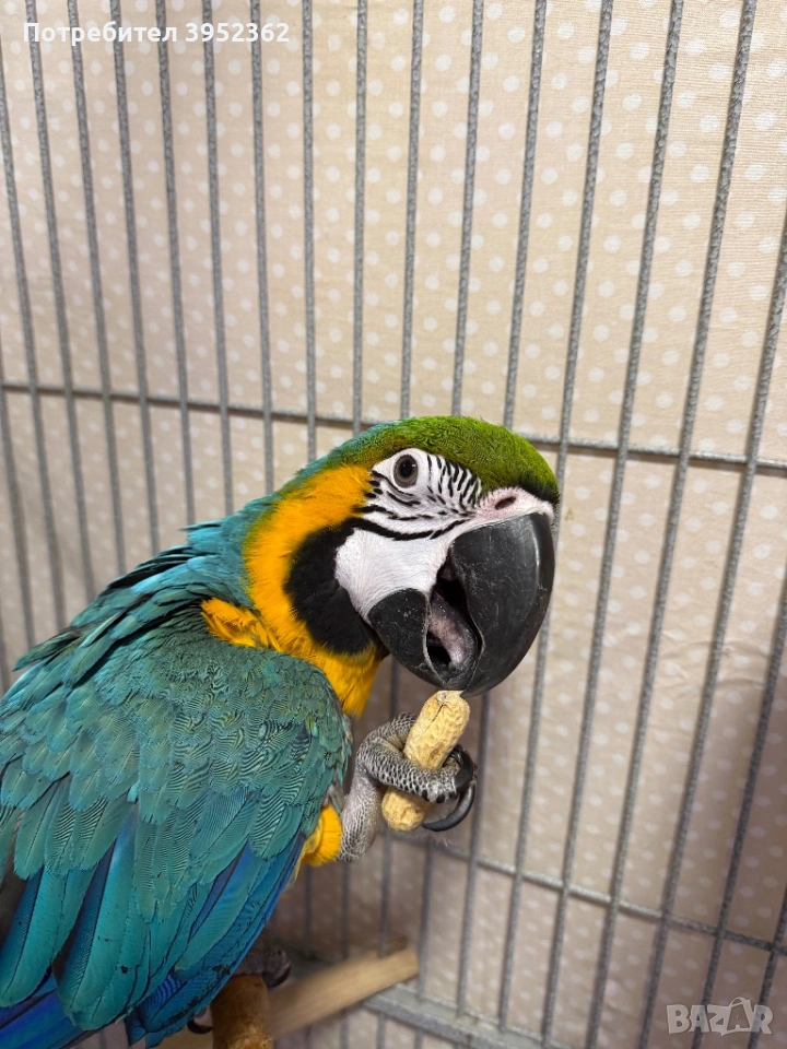 Ара мъжка на , снимка 1