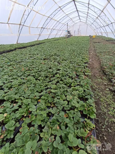 Разсад .Ягоди и малини, снимка 1