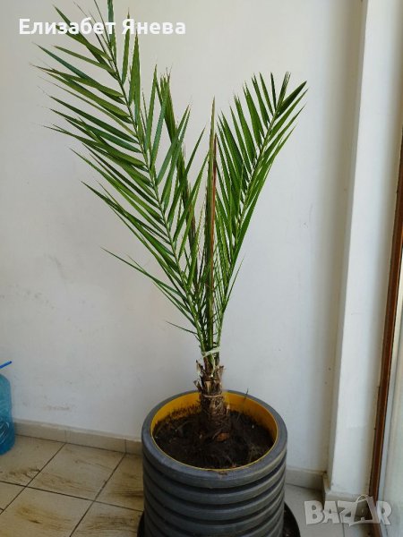 Финикова палма , снимка 1