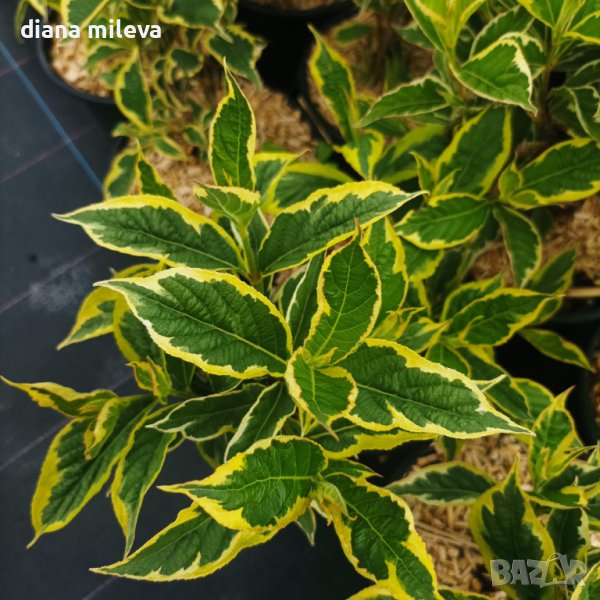 Вариегатна Вайгела, студоустойчива, снимка 1