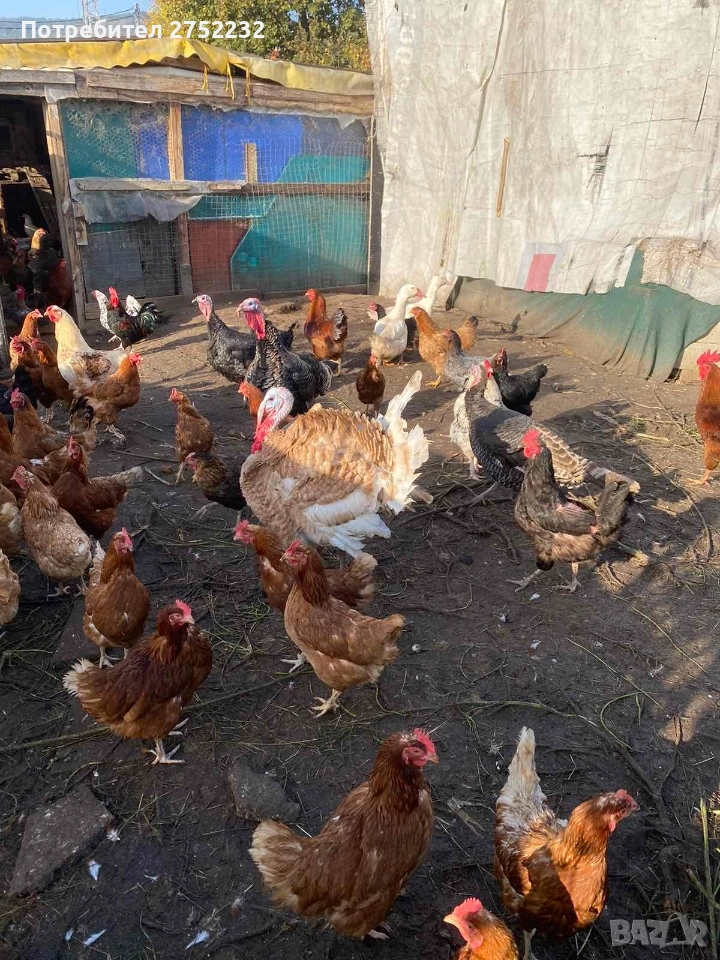 домашни пуйки , снимка 1