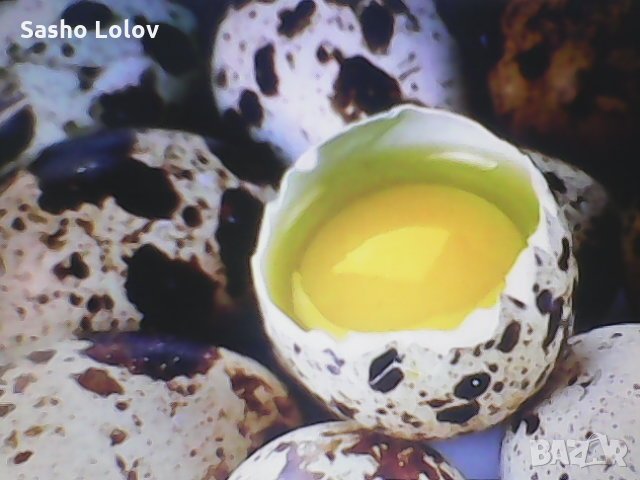 Пъдпъдъчи яйца, снимка 1