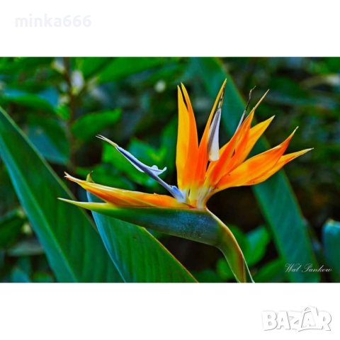 Стрелиция райска птица, снимка 1 - Стайни растения - 40835808