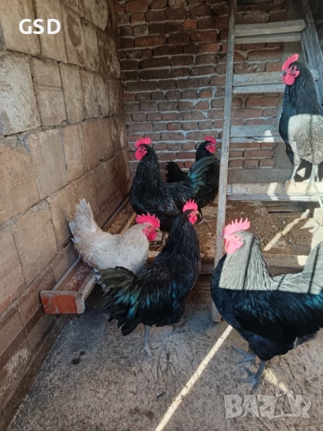 петли австралорп