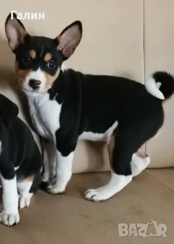 ⭐Басенджи⭐ , снимка 4 - Други - 49399181