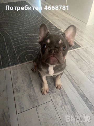 Френски булдог, снимка 3 - Френски булдог - 52787395