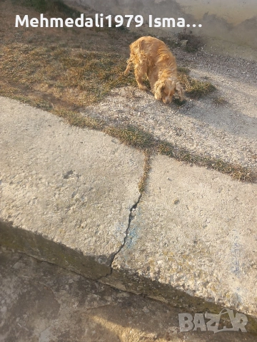 кокерче,, снимка 6 - Кокер шпаньол - 53588053