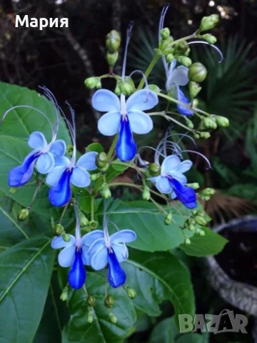 butterfly bush,пеперуден храст, снимка 1