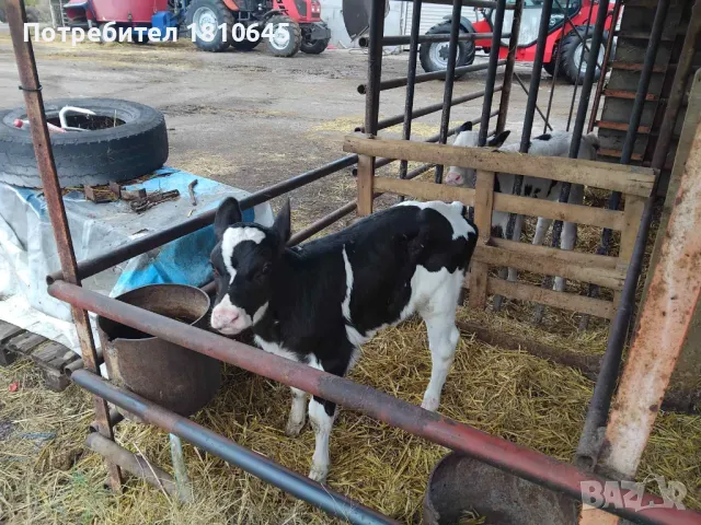 Месодайни и черношарени телета, снимка 5 - Крави - 47258933