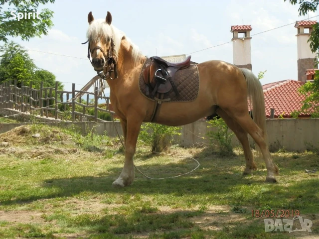 Ездитен кон Аблай Хан