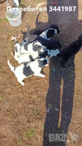 Каракачанки кучета , снимка 6 - Каракачанска овчарка - 52521908