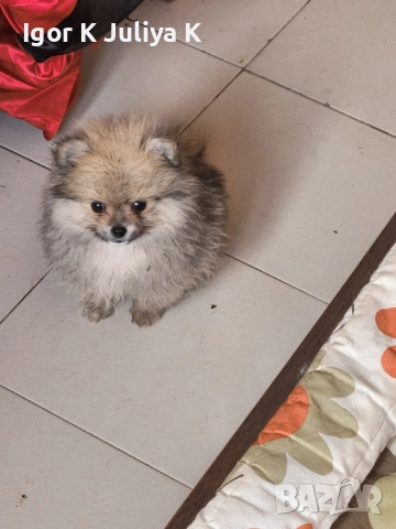 Померанчета, пухави топки