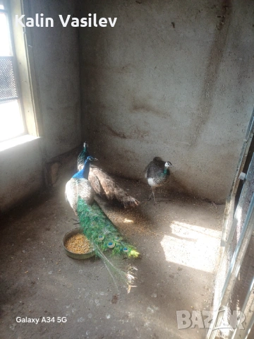 Ято пауни 4 броя, снимка 2 - други­ - 53526385