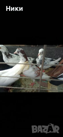 Пазарджишки летачи, снимка 1