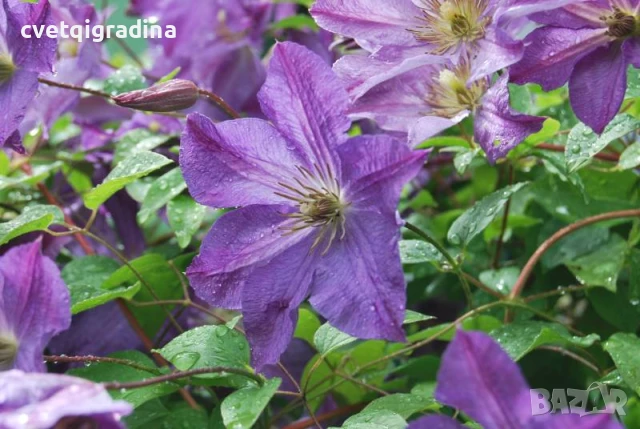 Clematis ‘Solina’, снимка 2 - Градински цветя и растения - 50937597