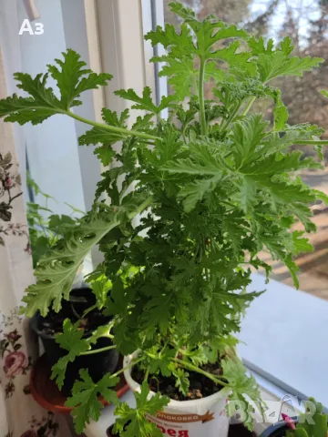 Продавам цветя Индрише - големи, 4 бр. налични, снимка 4 - Стайни растения - 48459167