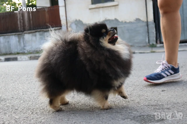 Уникално момиченце померан с родословие FCI, снимка 12 - Померан - 49781261