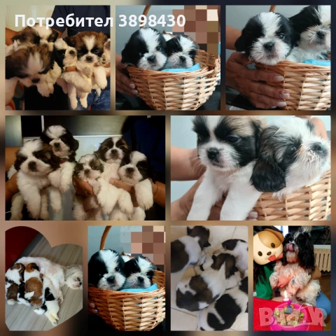 Малки кученца , снимка 1