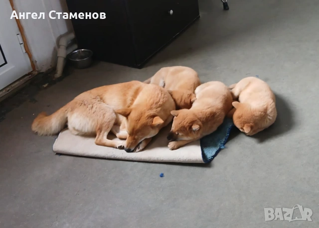 Кученца Шиба Ину , снимка 4 - Шиба ину - 53168811