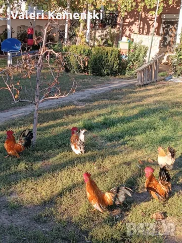 Декоративни петлета Шабо