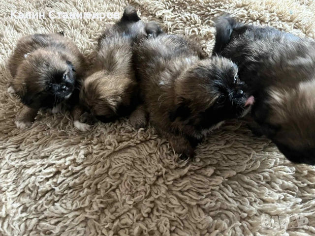 малки пекинезчета, обезпаразитени с първа ваксина търсят своите нови любящи стопани, снимка 3 - Пекинез - 53436737