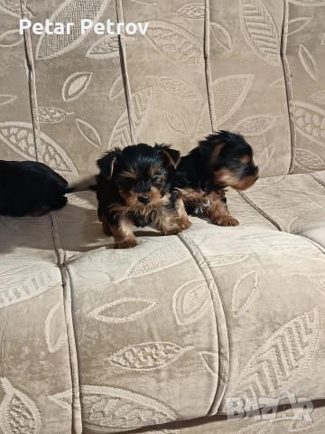 Йоркширски териер мини , снимка 16 - Йоркширски териер - 52933714