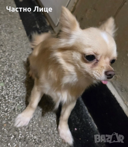 Женско чистокръвно чихуахуа