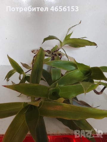 АРОМАТНА и ЛЕЧЕБНА КАЛИЗИЯ, снимка 3 - Стайни растения - 52521176