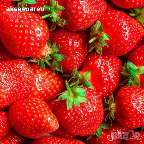 100 бр. семена от гигантска ягода градинско плодово растение сладки и вкусни червени отлични ягоди , снимка 16 - Сортови семена и луковици - 50619358