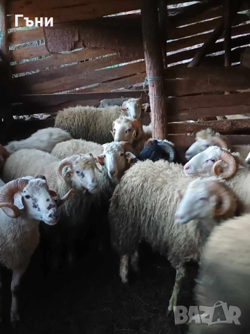 коч кочове за продан , снимка 4 - Овце - 51533244