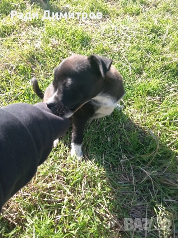 ПОДАРЯВАМ КУЧЕНЦА, снимка 11 - Други - 52297955