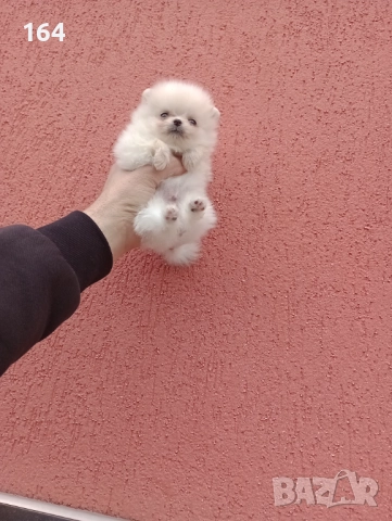 Померан. Миниатюрно момиченце., снимка 5 - Померан - 52906212