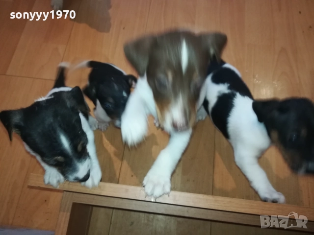ДЖАКОВЕ-БЕБЕТА Х 250ЛВ ЗА БРОЙ 2109251816, снимка 2 - Джак ръсел териер - 51788209