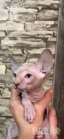 канадски сфинкс- рядка възможност за ценители на породата !, снимка 2 - Сфинксове - 50775667
