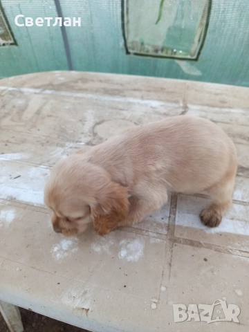 продавам кокер шпаньоли с две ваксини и паспорт        , снимка 4 - Кокер шпаньол - 52594477