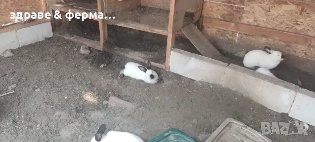 зайци порода калифорнийци на  5 месеца ., снимка 1