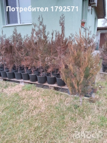туя, снимка 2 - Разсади - 53290658