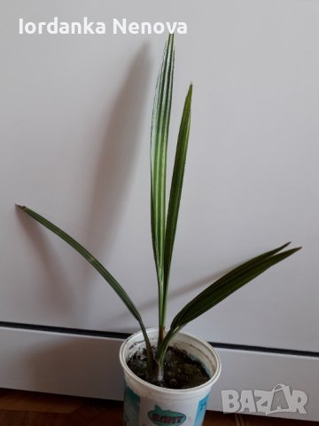 Финикова палма, снимка 2 - Стайни растения - 37253390