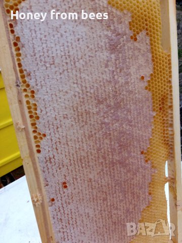 Пчелен мед от Пчели, снимка 8 - Пчелни продукти - 41579311