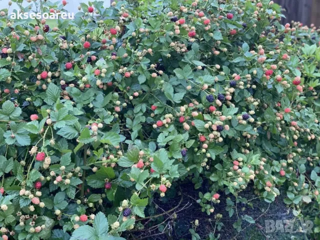 100 бр Висококачествени нови органични плодови семена от хранителна Къпина къпини антиоксидант, снимка 2 - Сортови семена и луковици - 49258835