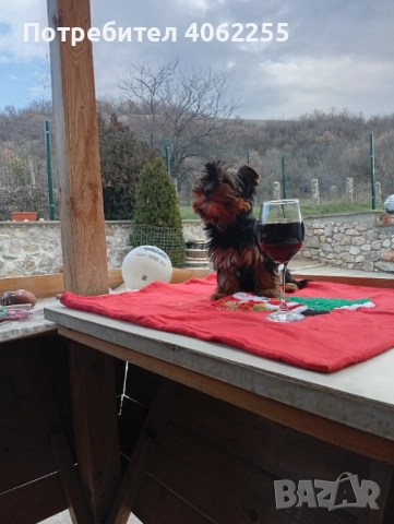 Йоркширски териер момче , снимка 3 - Йоркширски териер - 52955740