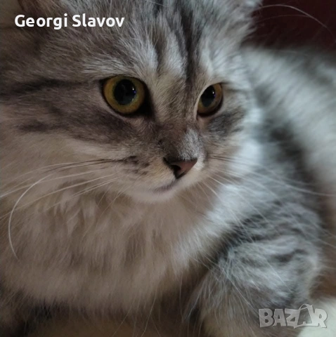 Сибирски котета, снимка 2 - Сибирски - 51027920