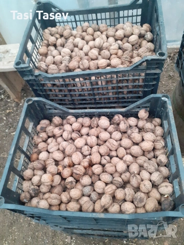 Орехи с черупка реколта 2025