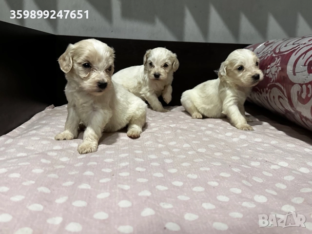 Кокер шпаньол, снимка 1