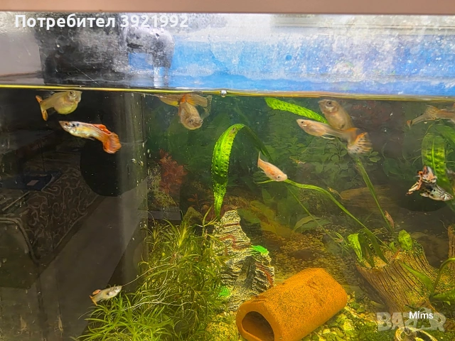 Декоративни гупи, снимка 3 - Рибки - 53197365