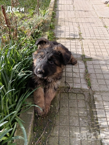 немска овчарка, снимка 5 - Немска овчарка - 53262392