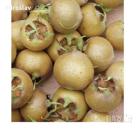 Мушмула, снимка 5 - Градински цветя и растения - 49345064