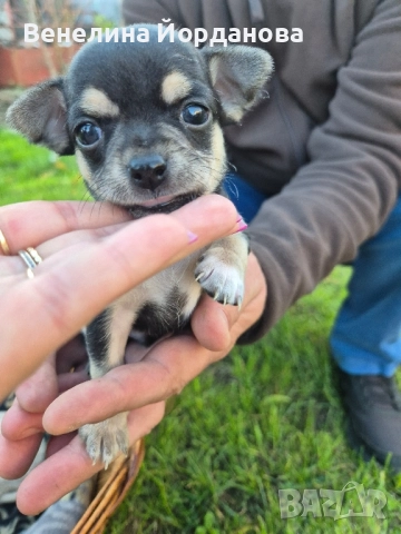 Мини чихуахуа две момченца, снимка 5 - Чихуахуа - 52267825