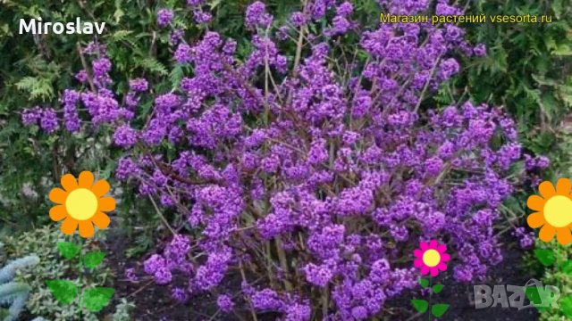 Каликарпа(Красивоплодник), снимка 6 - Градински цветя и растения - 36758866