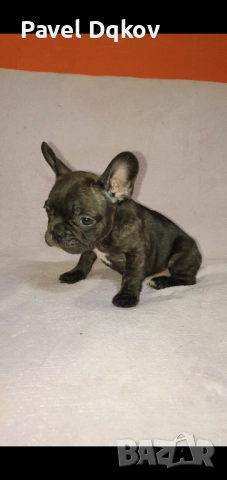 Френски булдог/Френски булдочета, снимка 7 - Френски булдог - 52546110